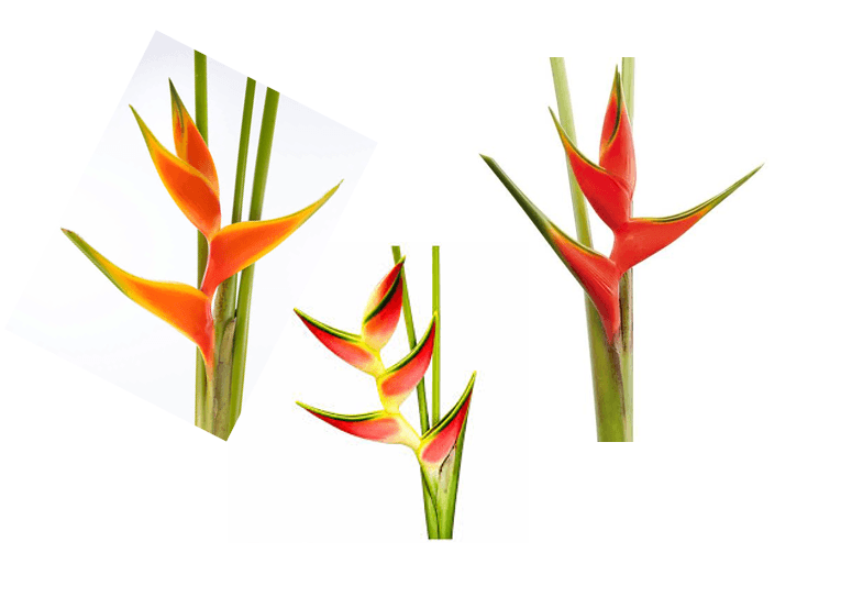 Heliconia Assorted Upright 110 cm