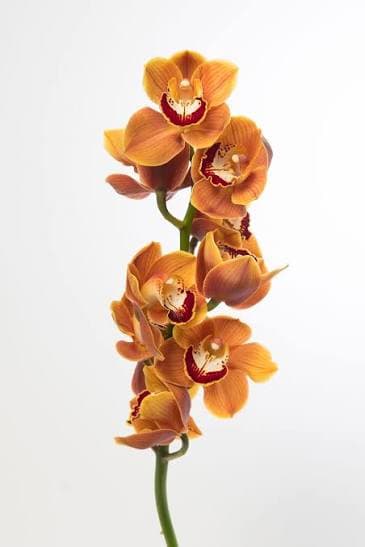 Cymbidium Mini Orange 40 Cm