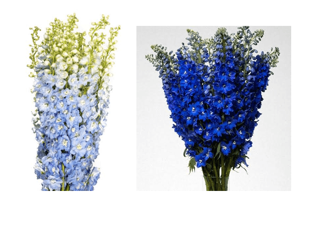 Delphinium Custom Pack 70 Cm