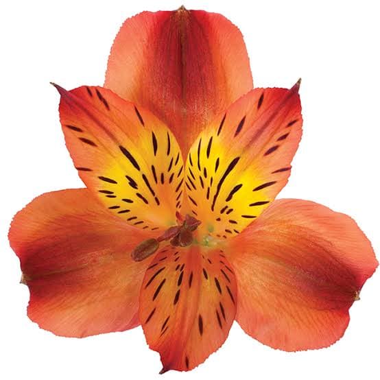 Alstro Orange Bronze Hot Pepper Select