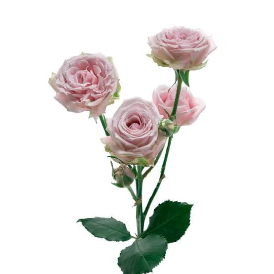 Rose (spray) Portrait Lavender Light Pink 50 Cm