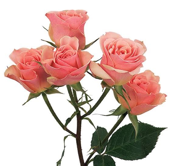 Rose (Spray) Pinky Peach Ilse 40 cm