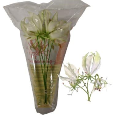 Tropical Gloriosa Lily White Short - Nl # Rare