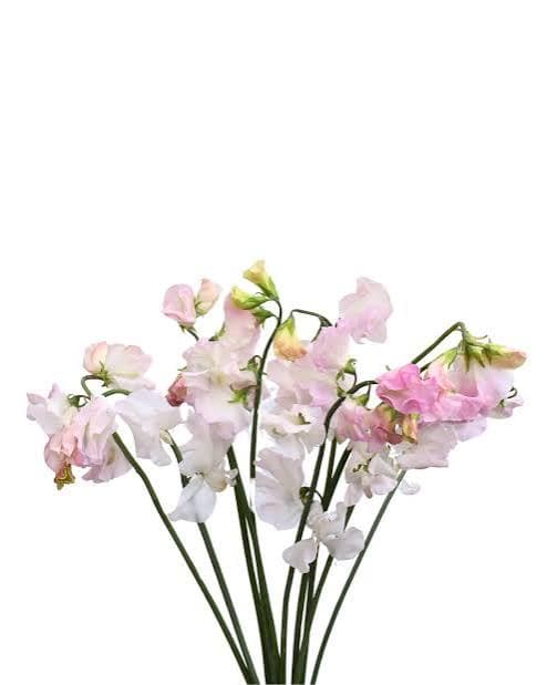 Sweetpea Lathyrus Blush Pink Light 40 Cm