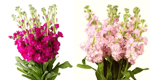 Stock 6 Pink 6 Hot Pink C.mix 70 Cm