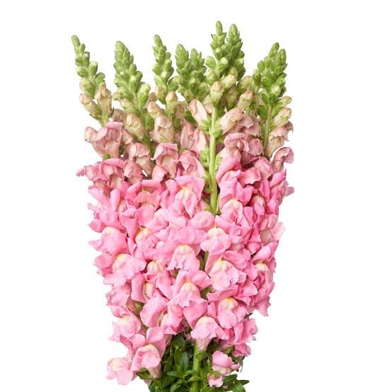 Snapdragon Pink 80 Cm