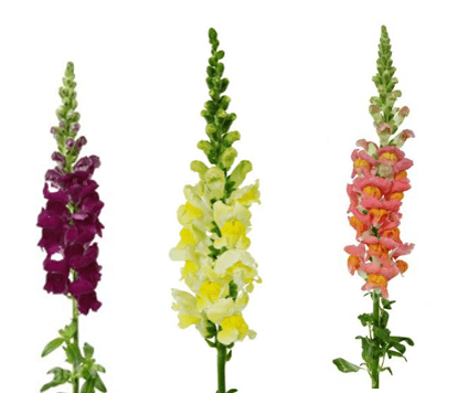 Snapdragon Fall Mix Assorted 70 Cm
