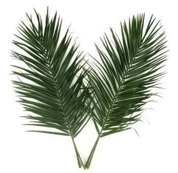 Robellini Phoenix Palm 120 Cm