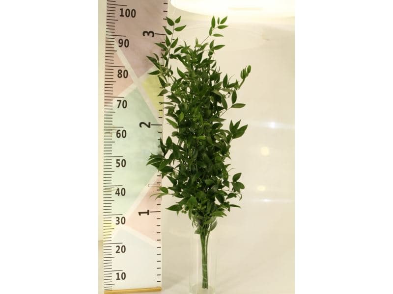 Ruscus Italian 250 Gr 100 Cm "big Boy"