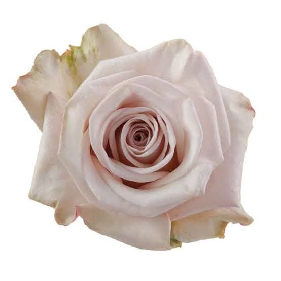 Rose Aly Perfume Sand 40 Cm