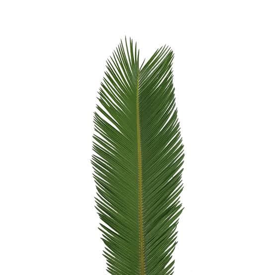 Sago Palm Queen 120 Cm / Xl 4 Ft