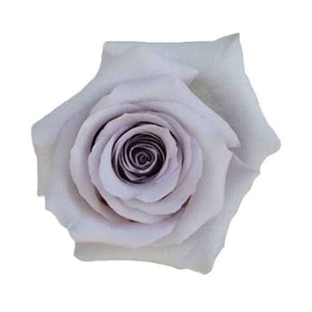 Rose Andrea Lavender 50 Cm
