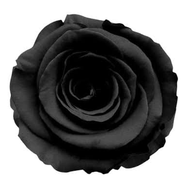 Rose Dyed Black Tint 60 Cm