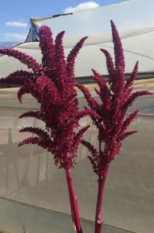 Amaranthus Upright Red 70 Cm