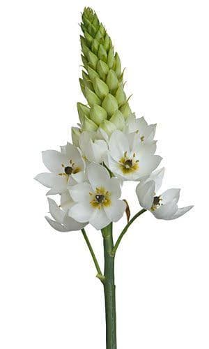 Star Of Bethlehem White 50 Cm