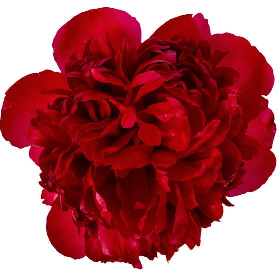 Peony Belgravia Red 50/60 Cm