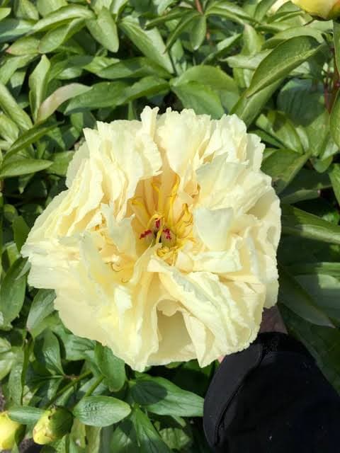 Peony Sunny Girl Yellow Cream Light 40 Cm