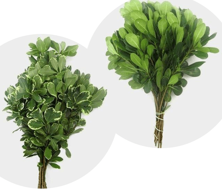 Pittosporum Fla Assorted 50 Cm 7-9 St