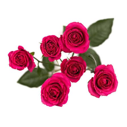 Rose (spray) Irischka Pink Hot 50 Cm