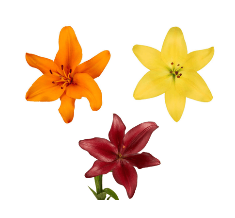 Lily (hybrid) Fall Pack Ora+red+yell La 3/4