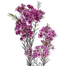 Waxflower Pride Purple Usa