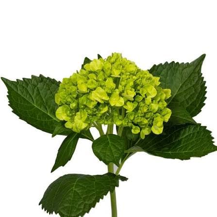 Hydrangea Mini Green Mojito
