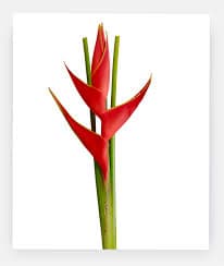 Heliconia Bihai Red