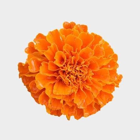 Novelty Marigold Orange 50 Cm