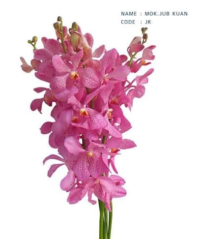 Orchid Juk Kuan Mokara Pink