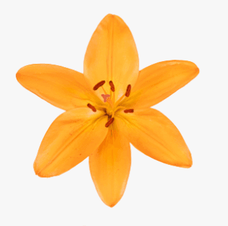 Lily (hybrid) Cortona La Orange 3/5 Bl