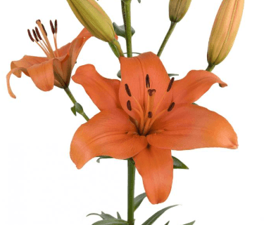 Lily (hybrid) Brunello La Orange 3/4 Bl