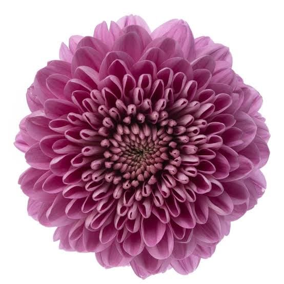 Mum Disbud Ball Lorax Purple