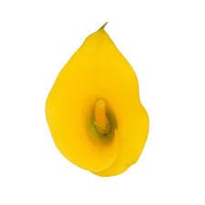 Calla (mini) Gold Medal Yellow 40 Cm