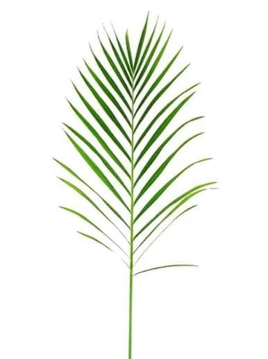 Greens Palm Areka 3 Ft - 90 Cm