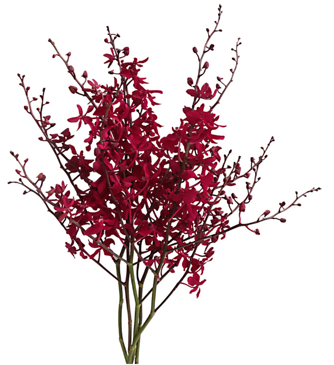 Orchid Mokara Aranda Azima Red Hot Pink Ll Azi