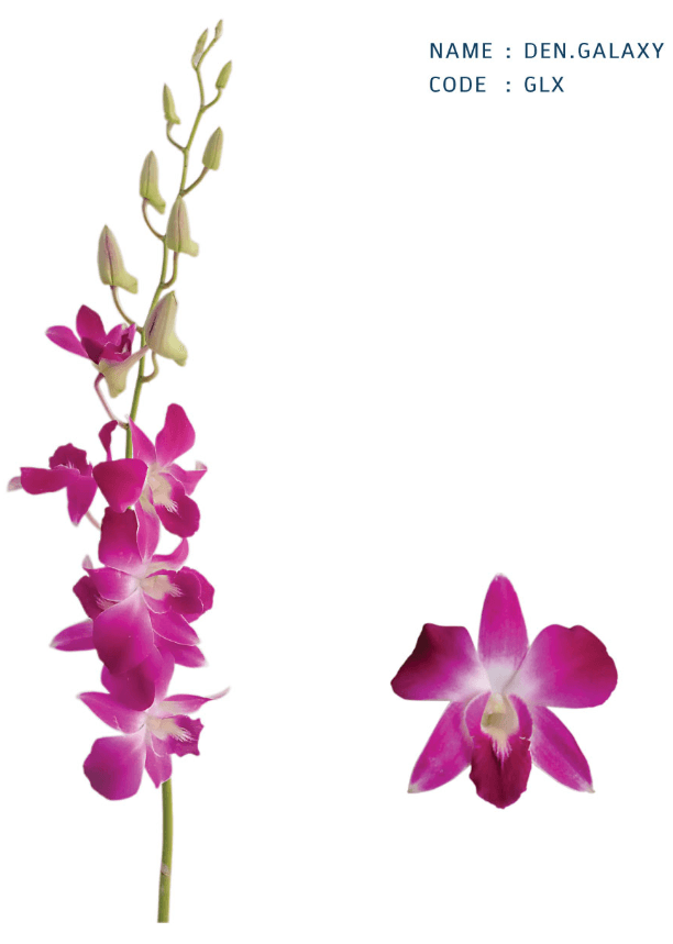 Orchid Dendro Galaxy Purple Bic L/ll Glx