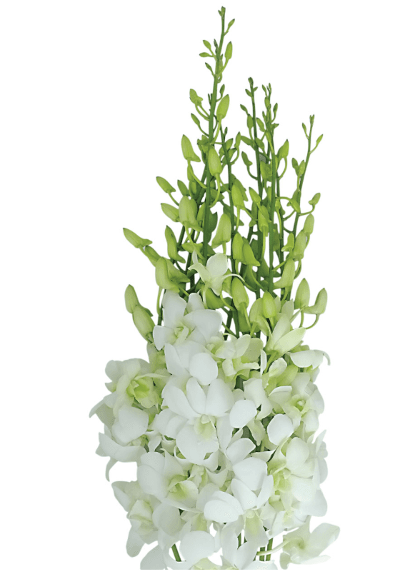 Dendrobium Big White BWF LL 55-60 CM