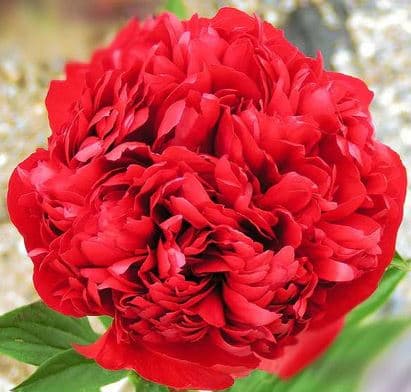 Peony Christmas Velvet Red Burgundy 55 Cm