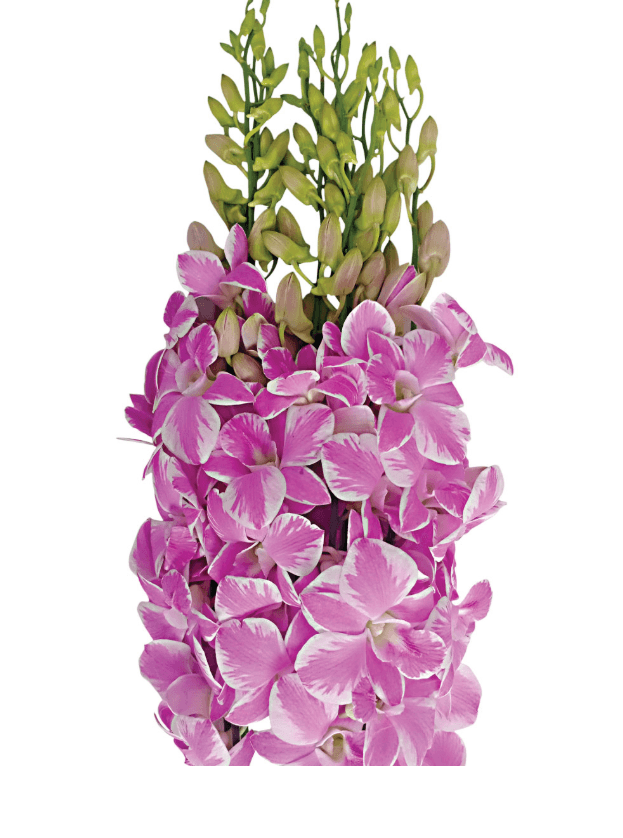 Dendrobium Splash Jungle Spj Pink Bic Ll 55-60 Cm