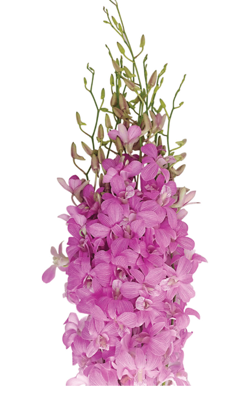 Dendrobium Candy Stripe Pink Bic L/ Ll Cd