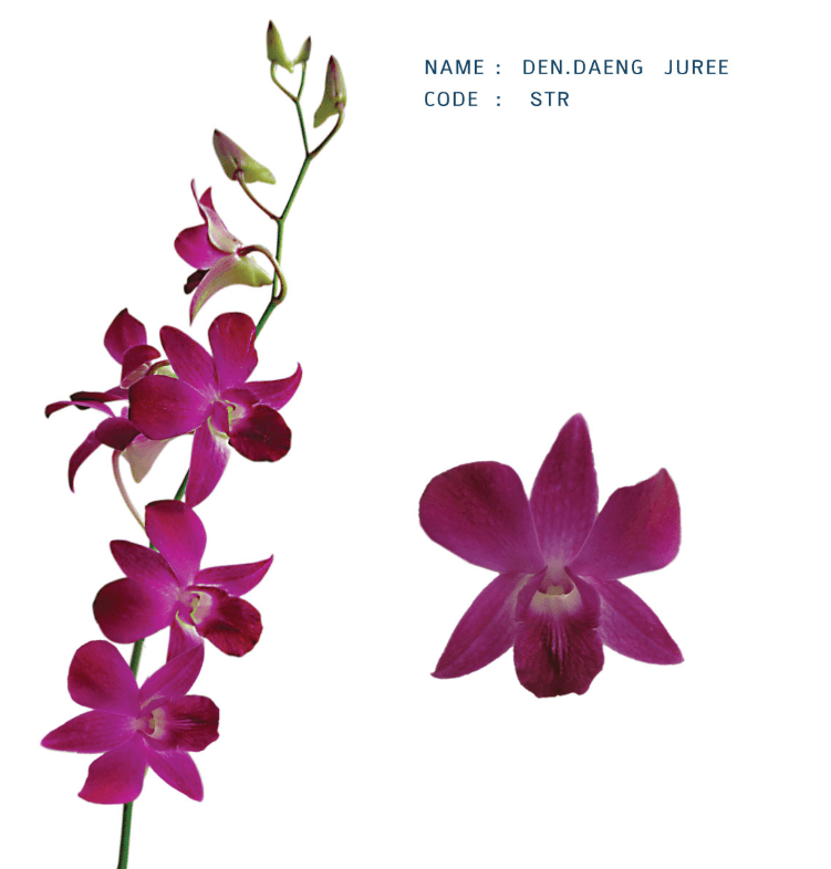 Dendrobium Str Juree Purple Dark L/ll 50-59 Cm