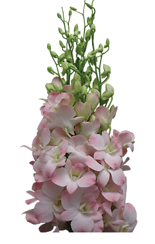Dendrobium Sweet Princess Pink Light L/ll 50-59 Cm Spc
