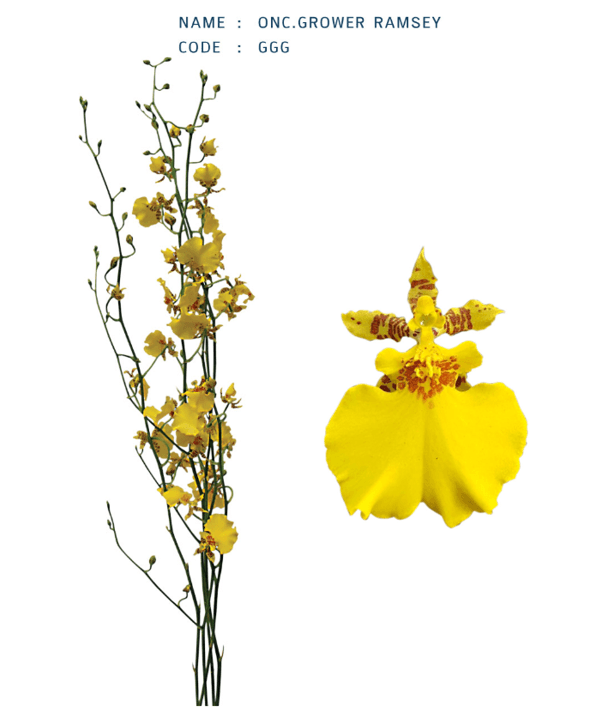 Orchid Oncidium Ramsey Ggg Yellow L 60-65 Cm
