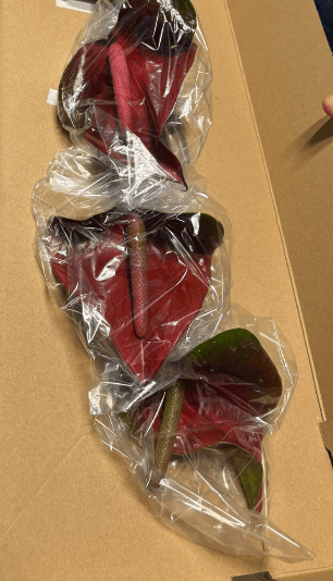Anthurium Velden Burgundy Bic 11 Cm Med - No Credit Truck