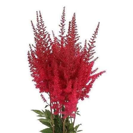 Astilbe Paul Gaarder Burgundy Red 45 Cm