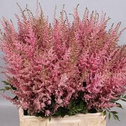 Astilbe Erika Pink 50/60 Cm Cr
