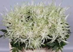 Astilbe Washington White 45 Cm