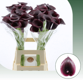 Calla (mini) Cantor Black Purple 35 Cm Nl