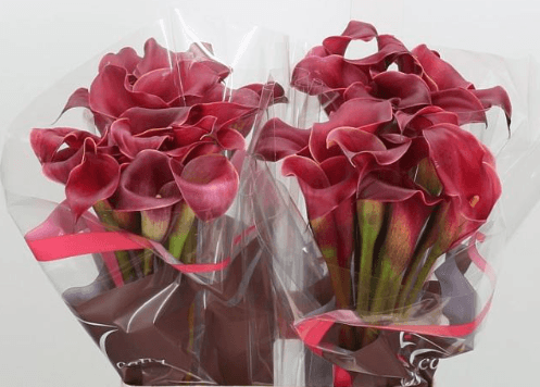 Calla (mini) Red Charm Burgundy 45 Cm Nl