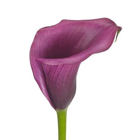 Calla (mini) Durban Purple Lavender 40 Cm